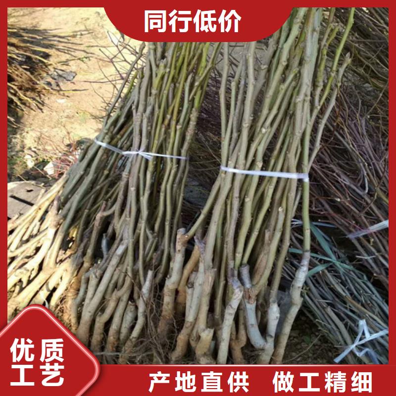 【核桃苗大棚草莓苗定金锁价】