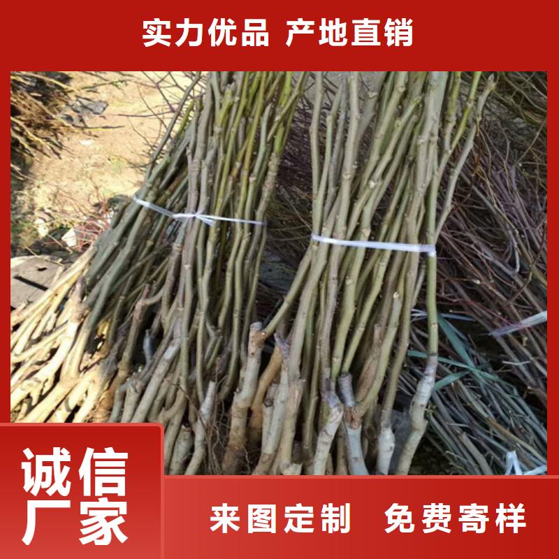 【核桃苗大棚草莓苗定金鎖價】