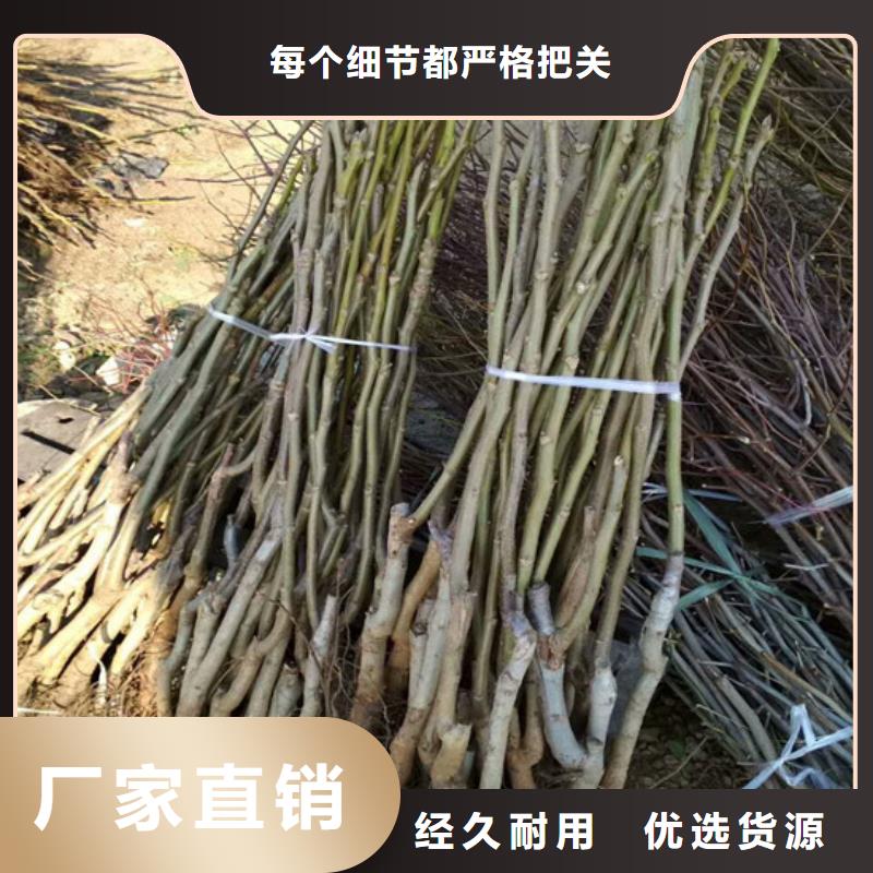 核桃苗天仙醉草莓苗助您降低采購成本