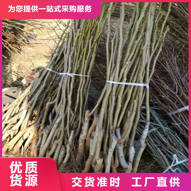 【核桃苗徐香獼猴桃樹苗適用范圍廣】