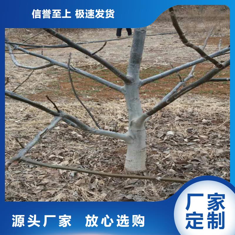 核桃苗桃樹苗基地品質(zhì)保障售后無憂