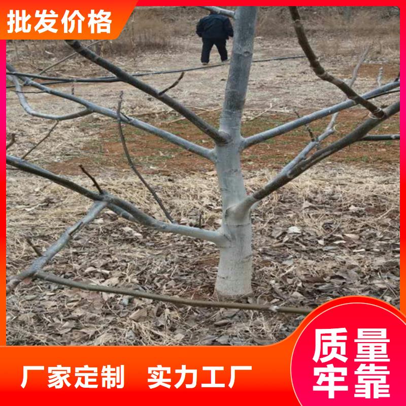 核桃苗,果樹苗卓越品質(zhì)正品保障