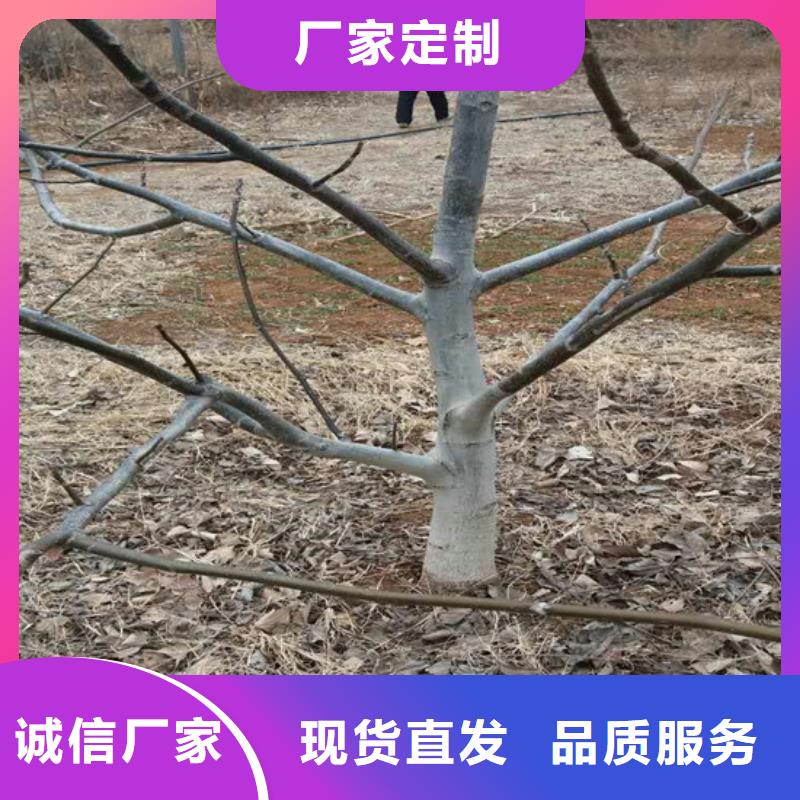 核桃樹種植品種選擇