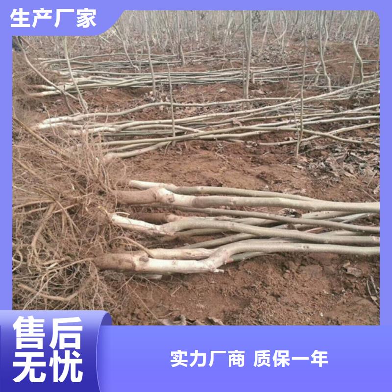 【核桃苗徐香獼猴桃樹苗適用范圍廣】