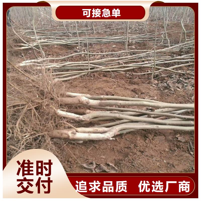 核桃苗_毛蟠桃樹苗基地免費回電