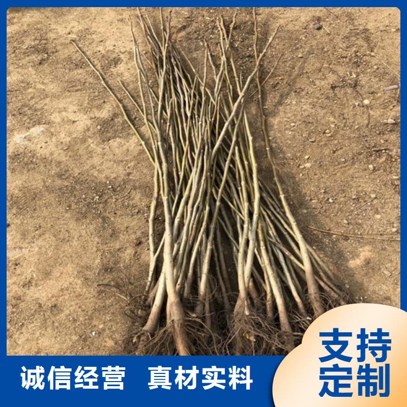 核桃苗火箭大櫻桃樹苗廠家質量過硬