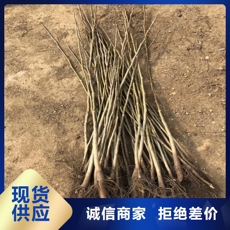 核桃苗【柱狀梨樹苗】主推產品