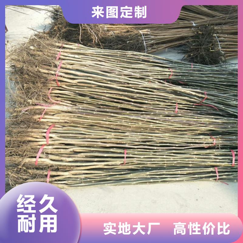 核桃苗草莓苗價(jià)格工廠自營(yíng)