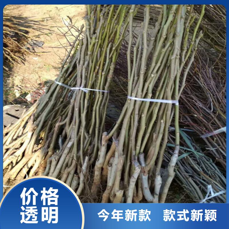 核桃苗火箭大櫻桃樹苗廠家質量過硬