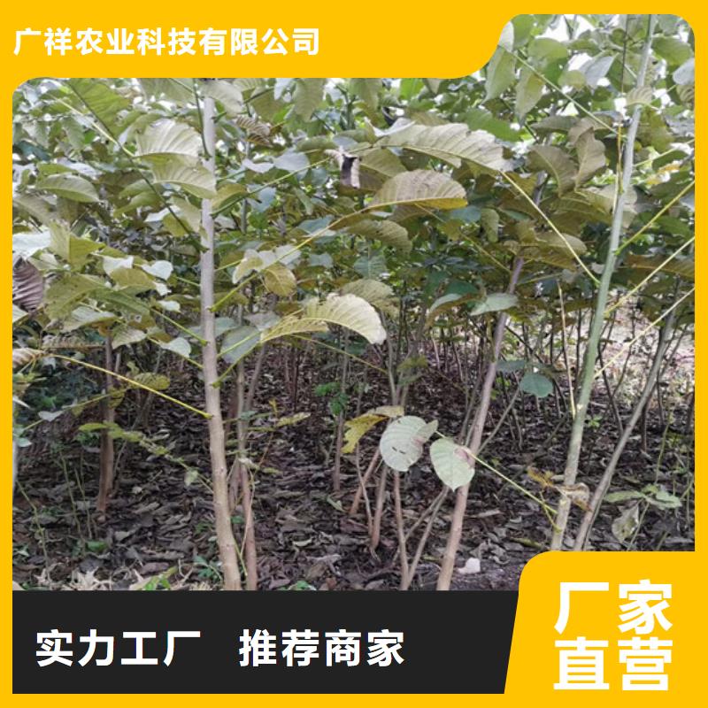 【核桃苗,紅油香椿樹苗廠家現貨供應】