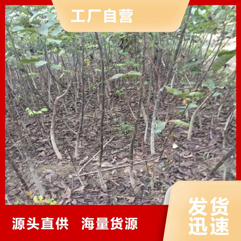 核桃苗果樹苗批發基地海量貨源