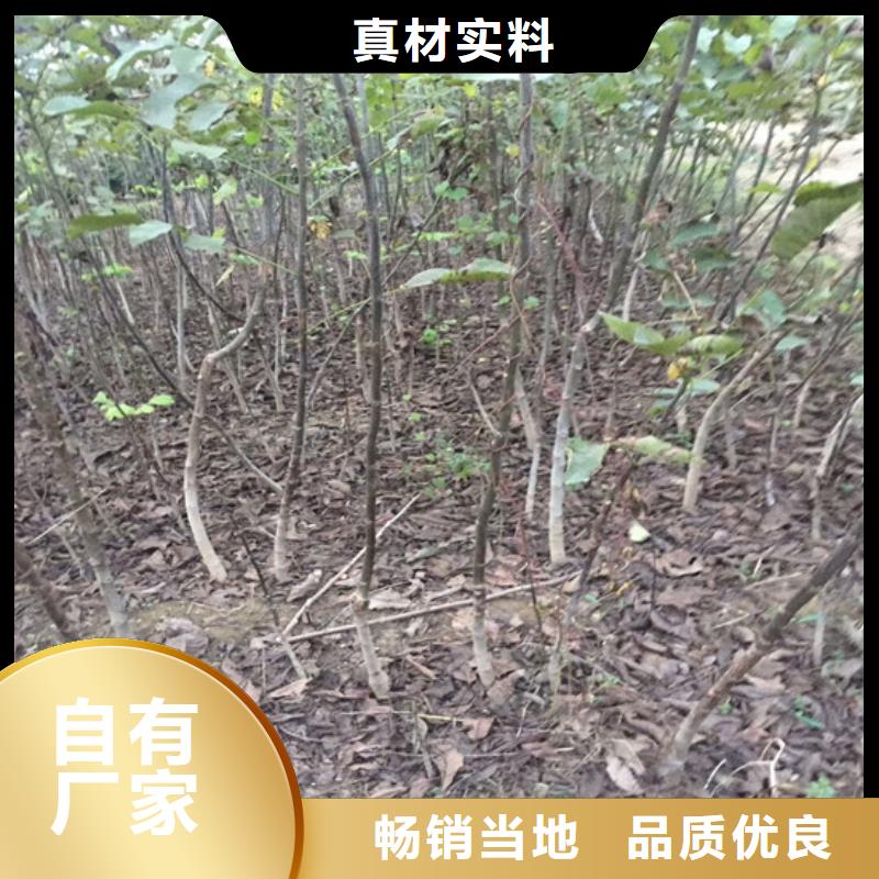 核桃苗-梨樹苗基地產品優勢特點