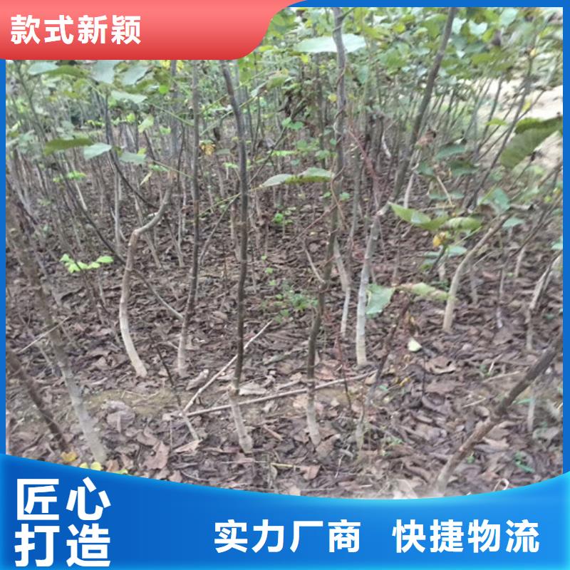 【核桃苗徐香獼猴桃樹苗適用范圍廣】