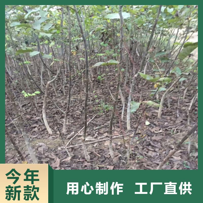 核桃苗【黃桃樹苗】產地貨源