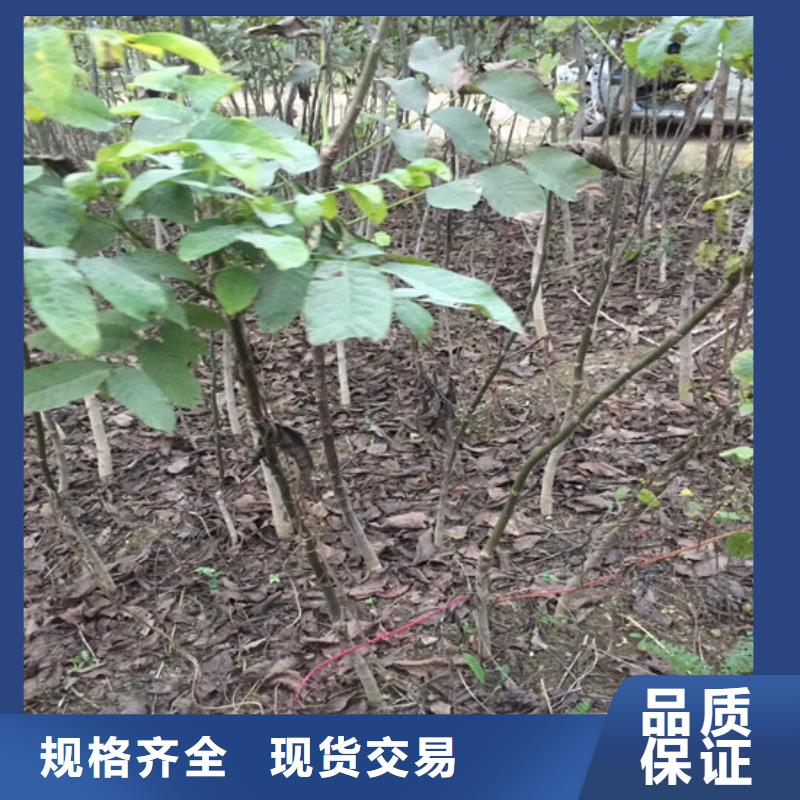 核桃苗黄金苹果树苗基地本地厂家值得信赖