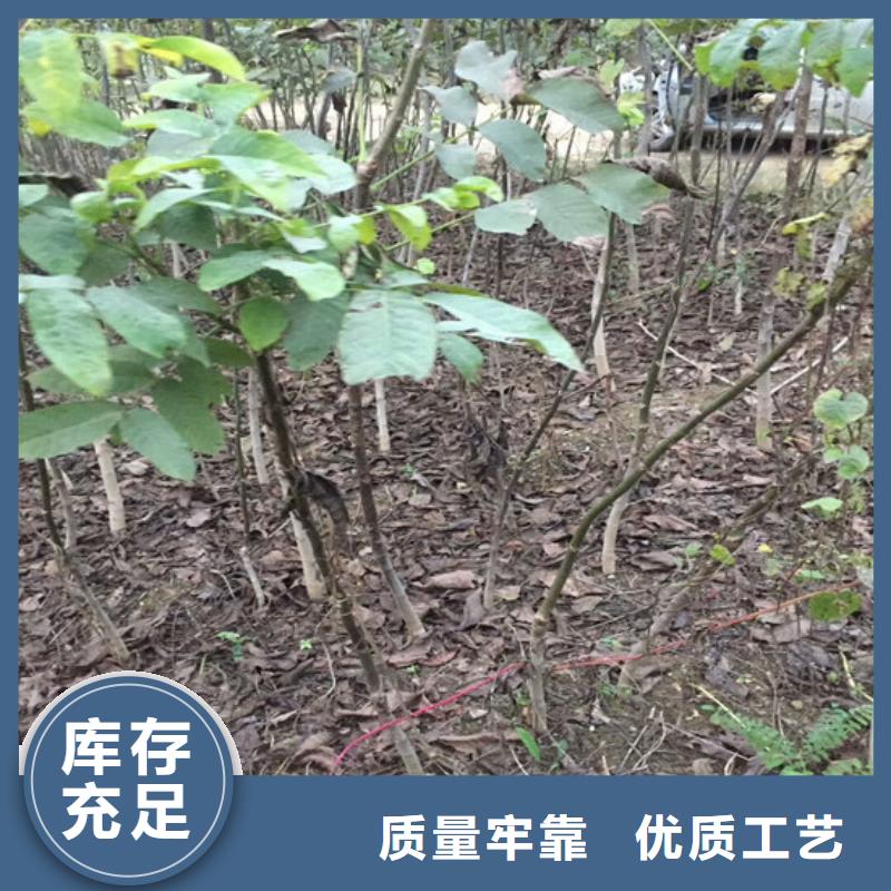 【核桃苗大棚草莓苗定金鎖價】