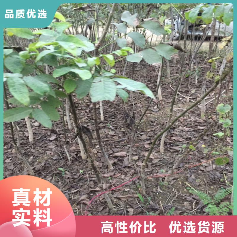 核桃苗蓝宝石葡萄苗注重细节