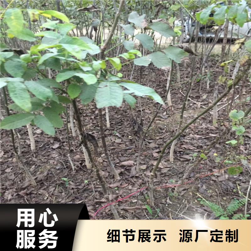 核桃苗【柱狀梨樹苗】主推產品