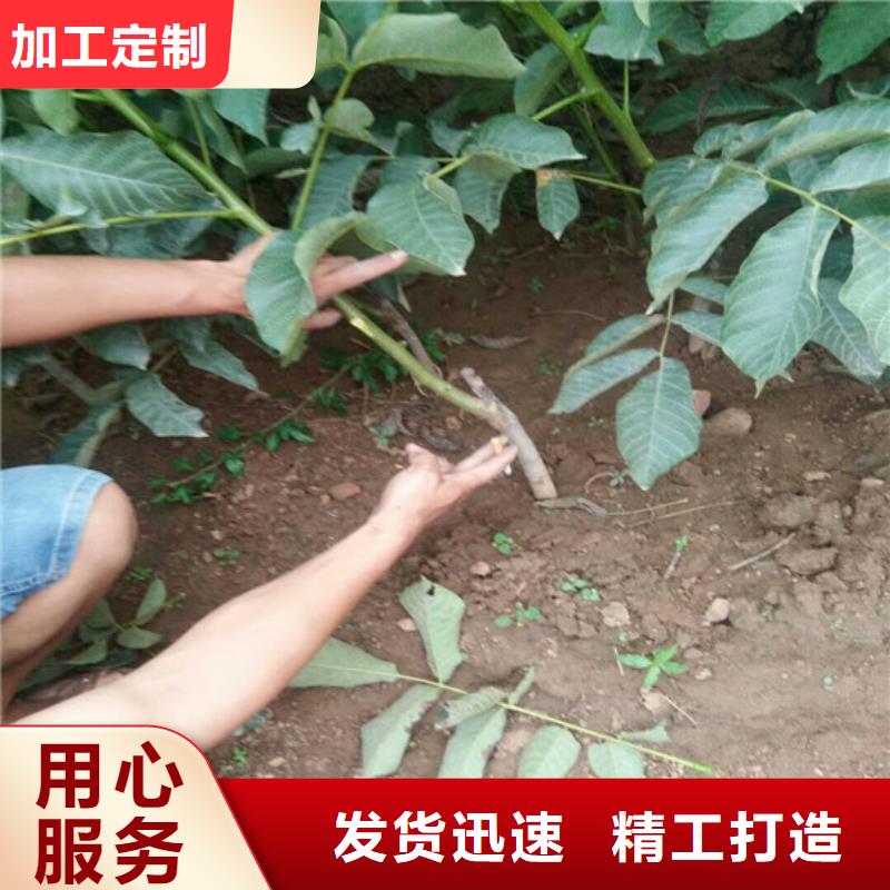 核桃苗天仙醉草莓苗廠家直銷安全放心