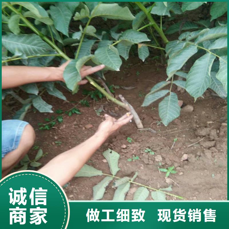 核桃苗天仙醉草莓苗厂家直销安全放心