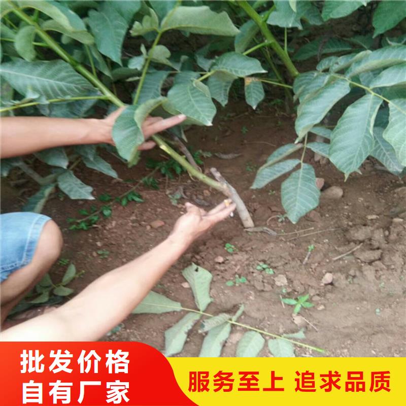 【核桃苗徐香獼猴桃樹苗適用范圍廣】