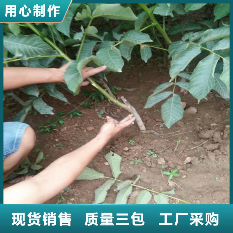 【核桃苗】草莓苗價格廠家規格全