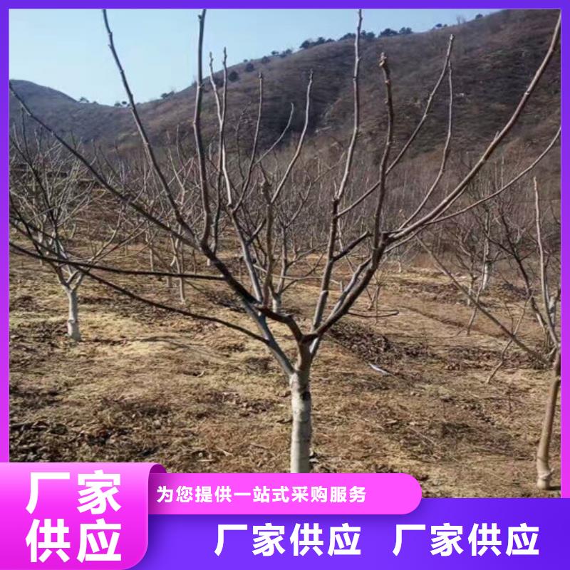 核桃實生苗種植地區(qū)