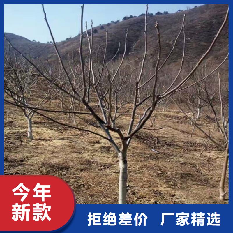 核桃苗果樹苗來圖定制量大從優(yōu)