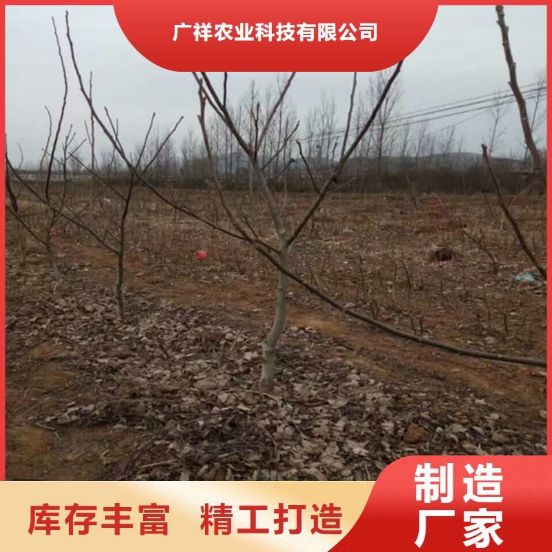 核桃苗火箭大櫻桃樹苗廠家質量過硬