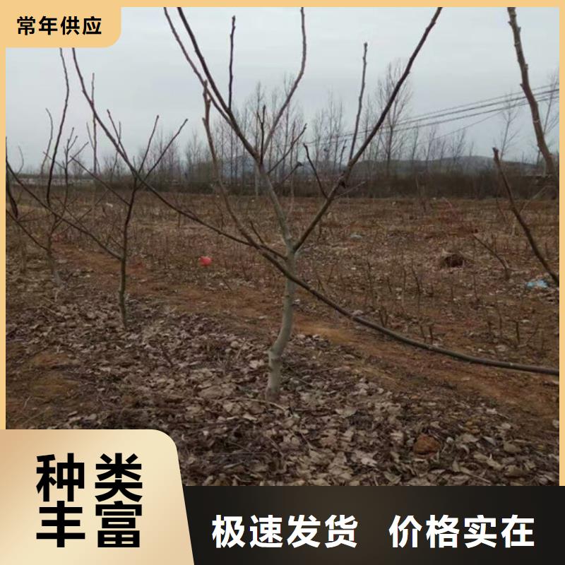 核桃苗_【大紅袍花椒苗】來圖定制量大從優(yōu)