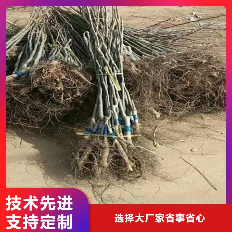 核桃苗黄金苹果树苗基地本地厂家值得信赖