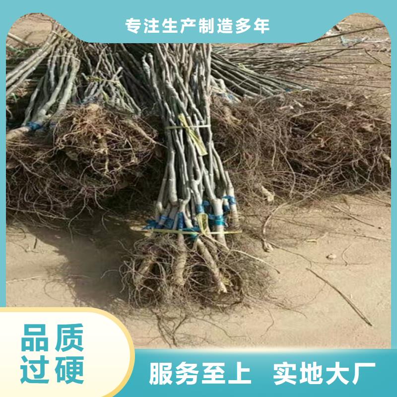 【核桃苗】大棚草莓苗好品質經得住考驗