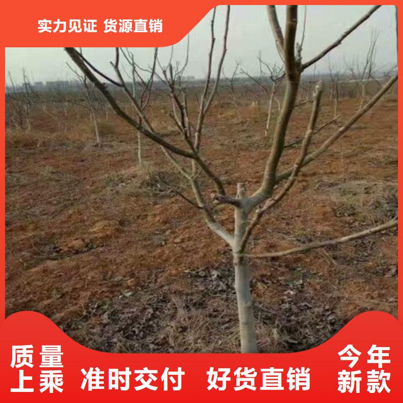 核桃苗,大棚草莓苗工艺成熟