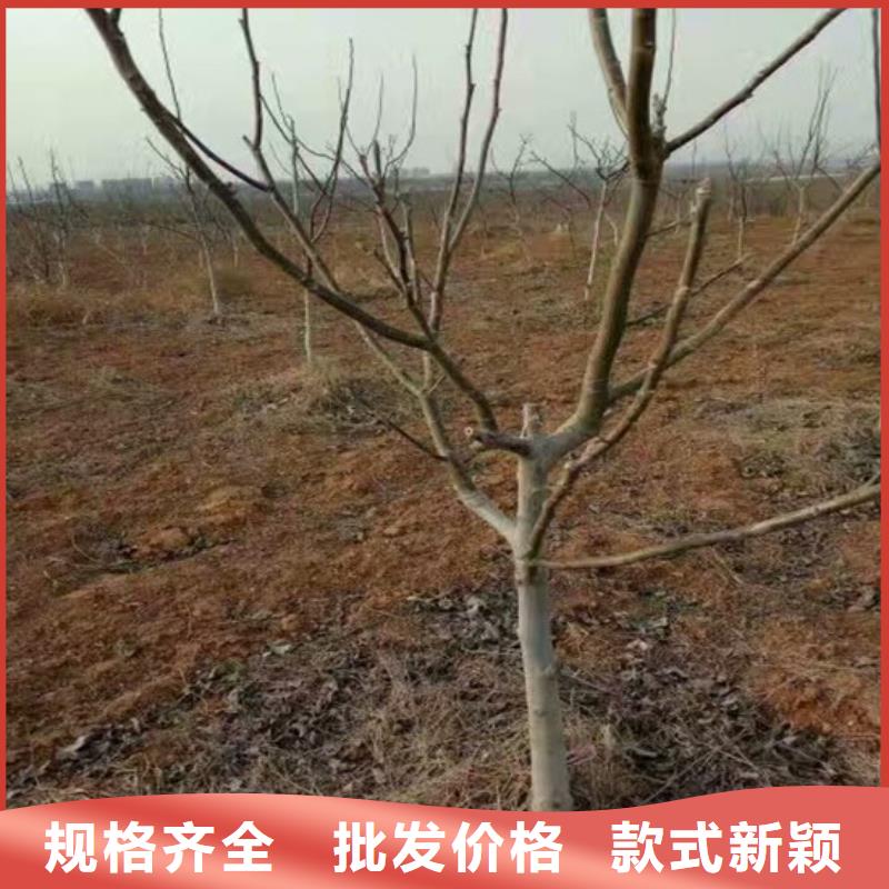 【核桃苗】大棚草莓苗好品質經得住考驗