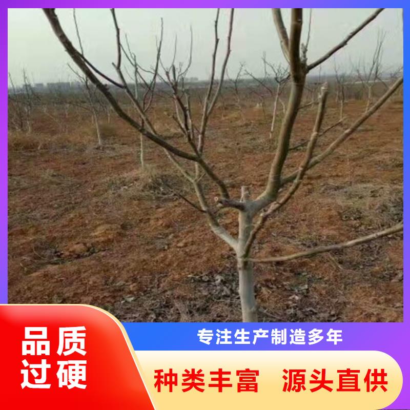 核桃苗果樹苗批發基地質量層層把關