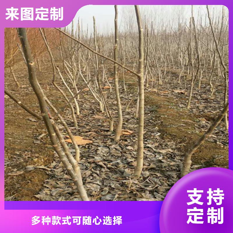 核桃苗果樹苗批發基地海量貨源