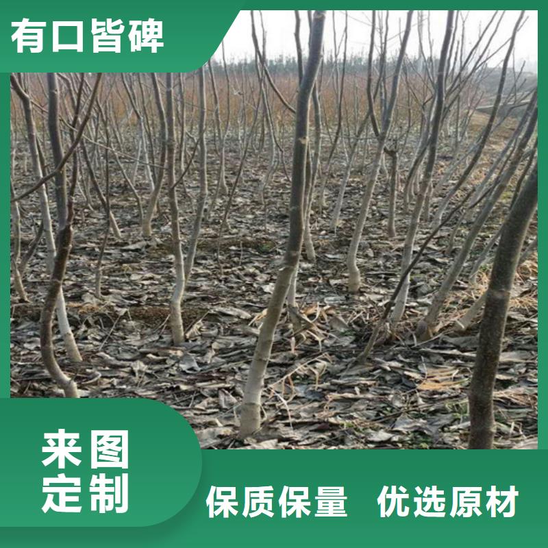 核桃苗-梨樹苗基地供應采購