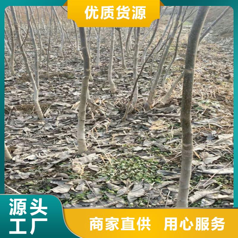 【核桃苗】吉塞拉6號(hào)砧木質(zhì)量安心