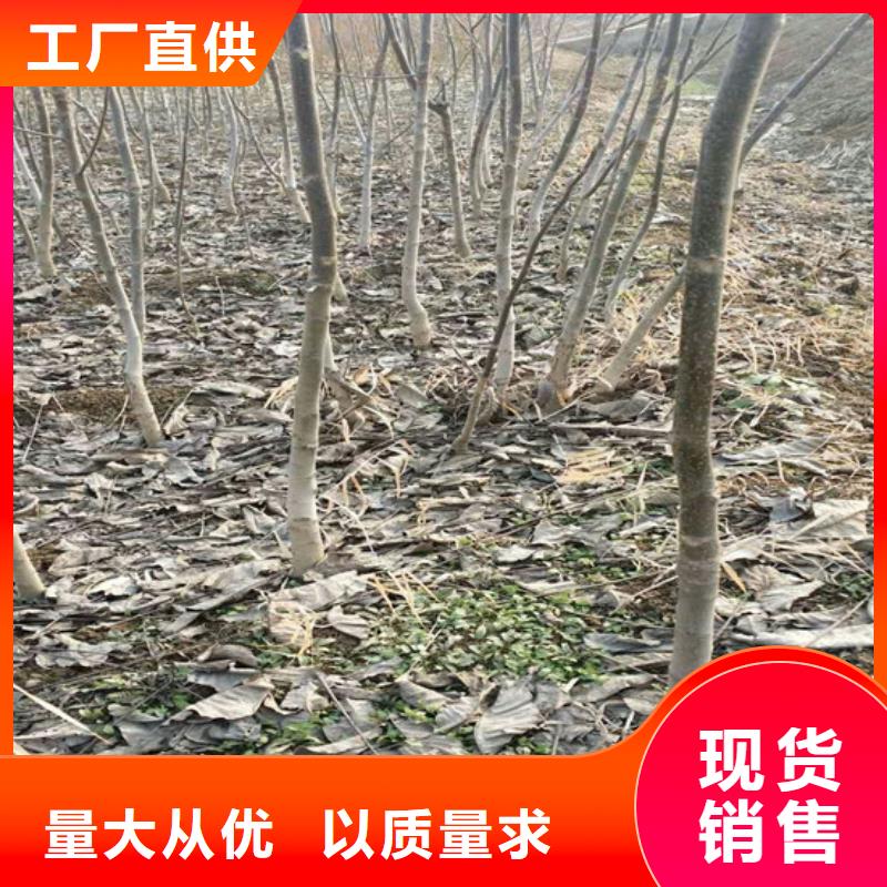 核桃苗【黃桃樹苗】產地貨源