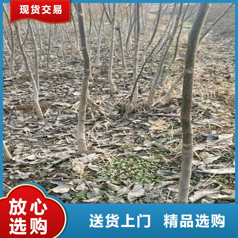 核桃苗梨樹苗基地嚴選用料