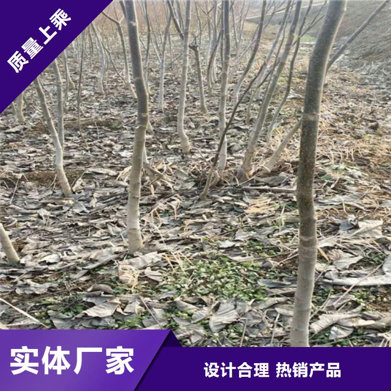 【核桃苗果樹苗技術(shù)先進(jìn)】