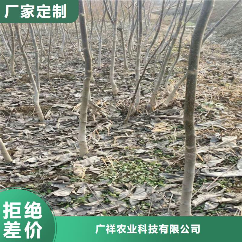 核桃苗毛蟠桃树苗基地快速生产