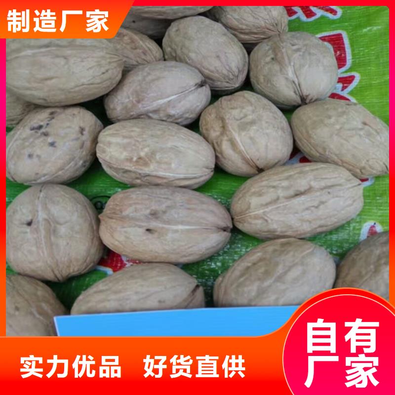 核桃苗無(wú)籽葡萄樹(shù)苗海量庫(kù)存