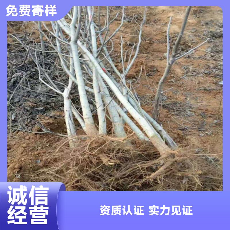 【核桃苗】阳光玫瑰葡萄树苗快捷物流