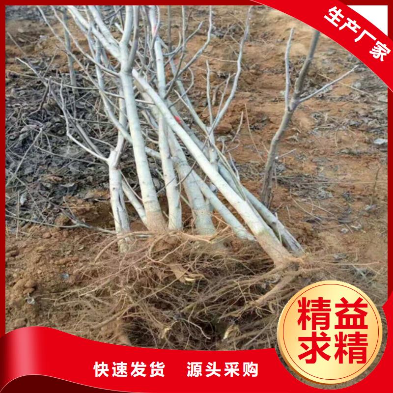 核桃苗蘋果苗全新升級品質(zhì)保障