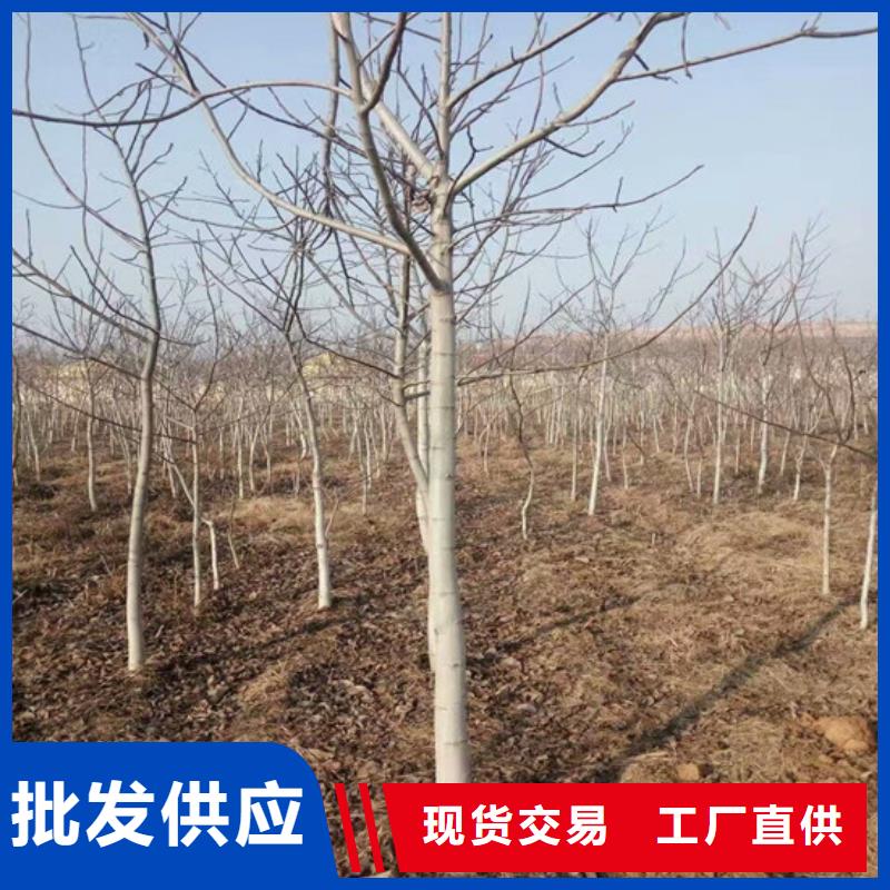 【核桃苗】毛蟠桃樹苗基地從廠家買售后有保障