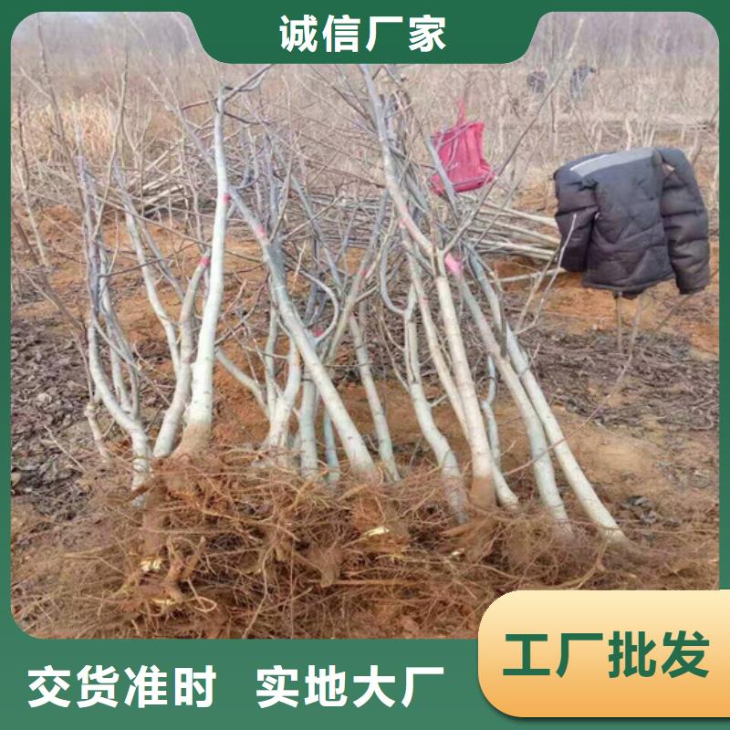 【核桃苗大棚草莓苗源頭工廠】