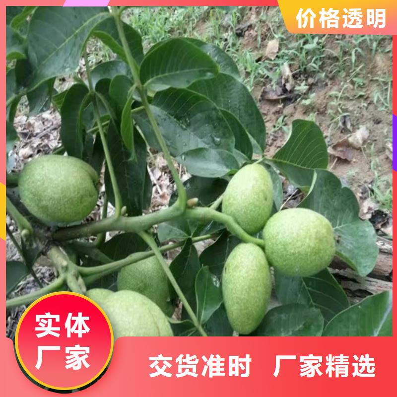 薄皮核桃苗2025已更新(今天/動(dòng)態(tài))