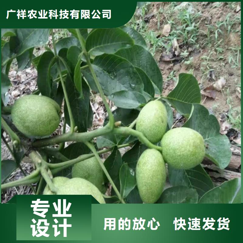 核桃苗-梨樹苗基地產品優勢特點