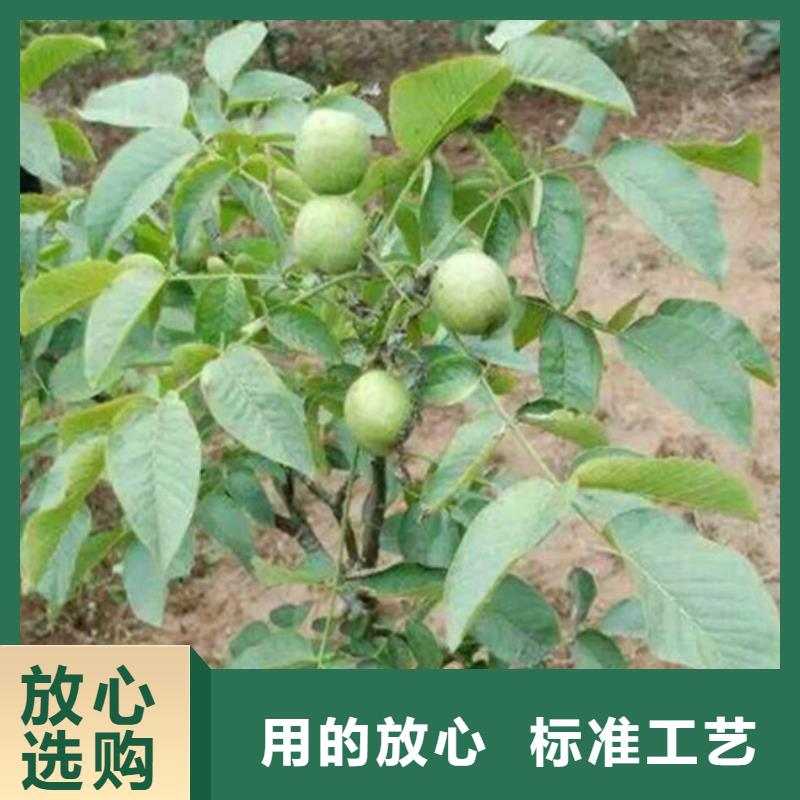 【核桃苗,紅油香椿樹苗廠家現貨供應】